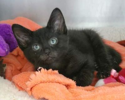 Breed Domestic Shorthair Color Black (All) Age 2 months old, Kitten Sex Male Pet ID 59549685 Hair Length short