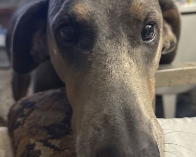 New to DRM, stay tuned for more info!!New to Doberman Rescue Minnesota. Not available for adoption until all vetting is completed and after our foster home learns more about this great Doberman, we are, however, accepting applications. Stay tuned for more information! This fabulous foster is a Doberman Rescue Minnesota foster dog. Please read all adoption steps and policies carefully on our web...