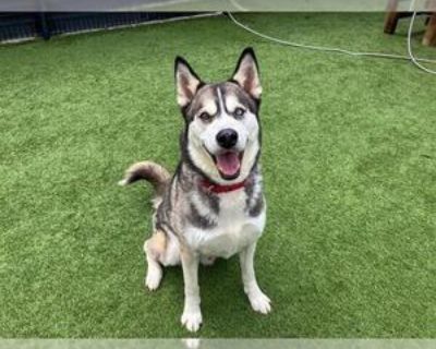 Adult * Location Orange, CA, 92868 USA USA *. Dog Breed: Siberian Husky (medium coat). Physical Attributes Coat Length: Medium Additional Information Was the Dog Found No