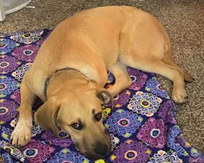 Benny - Labrador Retriever/Bullmastiff Mix Male Dog for Adoption