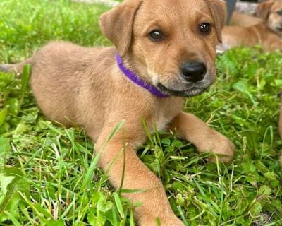 Daisy D65019 - Labrador Retriever/Mixed Breed (Medium) Mix Female Puppy for Adoption