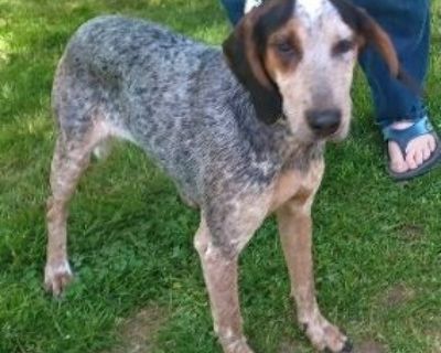 Dixie best sale coonhound rescue