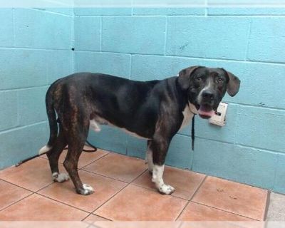 ROCCO - American Pit Bull Terrier-Beagle Mix Male Adult Dog for Adoption