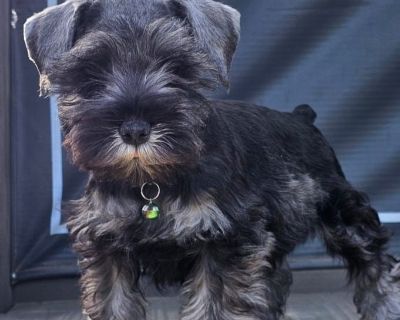 Windjammer schnauzers best sale