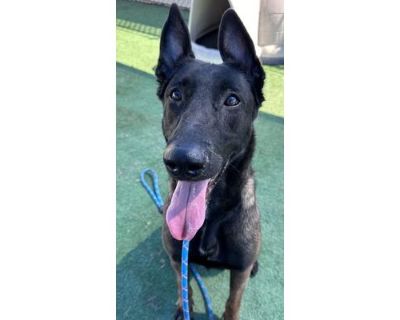 ARYA - Belgian Malinois Female Dog for Adoption