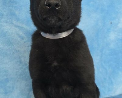 Meet Evera, a 10 week old, 11 pound (as of 11/17), adorable Shepherd mix. She is great with other dogs and friendly! If you would like to adopt this Rockstar, please email rescue@pupstarzrescue.org or visit www.pupstarzrescue.org for an application! www.pupstarzrescue.org Please Follow us on Instagram: @pupstarzrescue Like us on FaceBook! www.facebook.com/PupStarzRescue **Puppies are hard work....