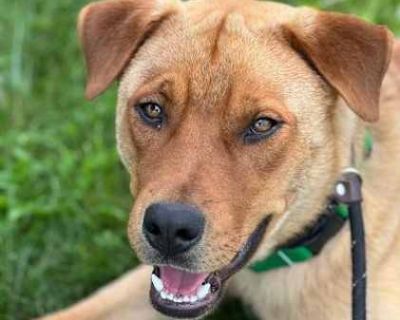 Cookie - Labrador Retriever Male Dog for Adoption