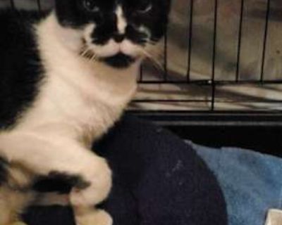 Elsa - Domestic Shorthair Female Cat for Adoption