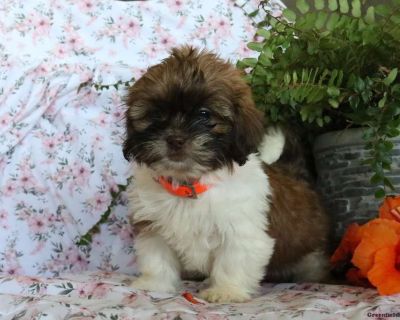 Tammy - 9 Weeks Female Shih Tzu Puppy for Sale