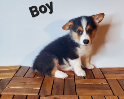 3 Male Pembroke Welsh Corgi Puppies for Sale