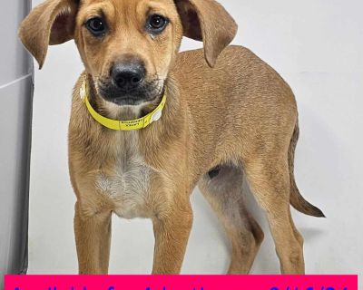 Billings - Beagle & Terrier Mix Male Puppy for Adoption