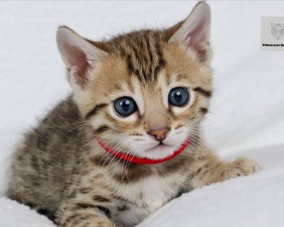 DOB: 08/05/2025. Available: end of October. Vaccinated, dewormed and microchipped. : Red Boy