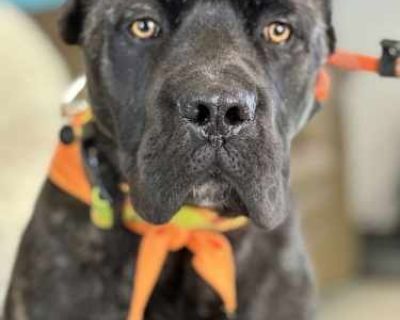 Martin - Cane Corso Male Puppy for Adoption