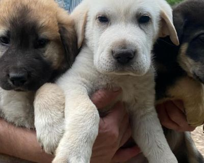 Adorable mixed puppies for sal