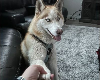 Xoee - Female Puppy Siberian Husky for Adoption