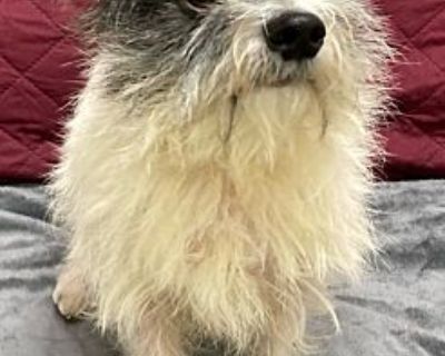 Monty - Terrier (Unknown Type, Small) Male Dog for Adoption