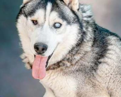 Captian Lobo - Siberian Husky Male Dog for Adoption