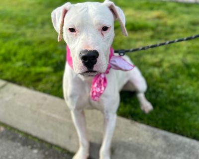 Mozzarella - Dogo Argentino Female Puppy for Adoption