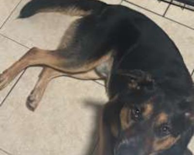King - German Shepherd Dog Male Dog for Adoption