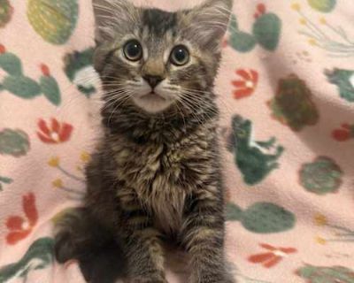 Say hello to Atari, a soft and snuggly brown tabby kitten with a heart as gentle as her fluffy fur. She s playful in the sweetest way batting toys with dainty paws and chasing lasers with quiet delight. Atari adores affection and will melt into your arms like a plush toy come to life. Her calm, loving nature makes her the perfect cuddle buddy after a day of kitten adventures, and her wide, curi...