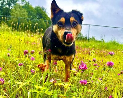 Fostered in New Hampshire (Effingham, NH) Transport assistance can be coordinated for an additional fee. Gender: Male (neutered) Age: 3 year (approx) Adult weight: 34 lbs (fully grown) Predominate Assumed Breeds: GSD / Husky Origin: Potcake from Saint Lucia Good with: adults, female dogs (selective with male dogs) Crate trained: yes Leash and harness trained: yes House broken: yes Star was aban...