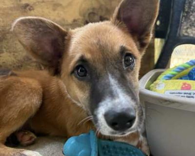 Kai - Shepherd (Unknown Type) Male Puppy for Adoption