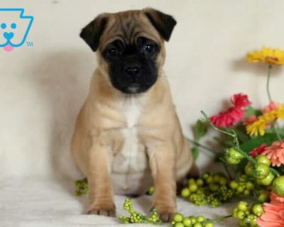 Pudge - Male Jug Puppy for Sale