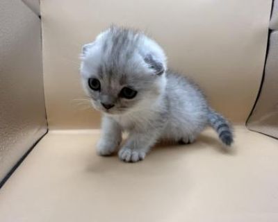 King Julian - Scottish Fold Male Kitten For Sale