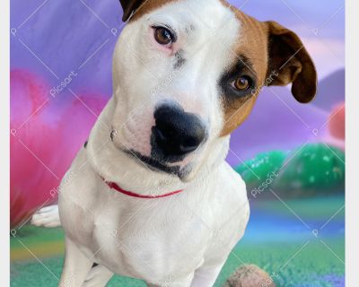 Hi, Im Turbo. I was in the loud shelter for over a month. Im so happy to be in a real home with my foster family. My foster mom says Im the sweetest boy. I listen well and mind my manners. I love having foster friends: dogs of all sizes and a confident cat. After a morning walk and breakfast, I sleep all day. Im quiet and just want to lay near you as you work or watch TV. Please give me a chanc...