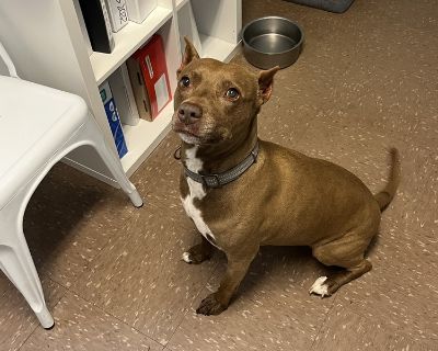 Are you feeling lonely like me? Know anyone lonely that is looking for a best friend to just hang out with? I have been at the shelter for many months now and I'm really hoping to find my forever home soon. A little about me, my name is Zoe and I am a mature lady of 9 years young. Trust me I have many many years of happiness ahead of me, I'm 9 with the soul of a 5 year old. I have been at the s...