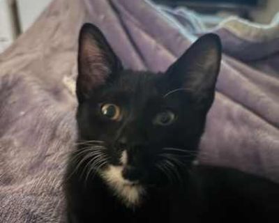 Bronx - Domestic Shorthair Male Cat for Adoption