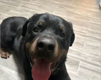 Grizz - Male Puppy Rottweiler for Adoption