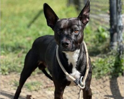 LITTLE GUY SITTING IN AN OVERCROWDED SHELTER. HE IS SCARED BUT SUPER SWEET WHEN HE WARMS UP TO YOU. GIVE HIM A CHANCE