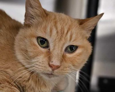 Moma Kitty 5614c - Domestic Shorthair Female Cat for Adoption