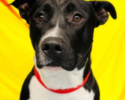 Jackson - American Pit Bull Terrier/Border Collie Mix Male Dog for Adoption
