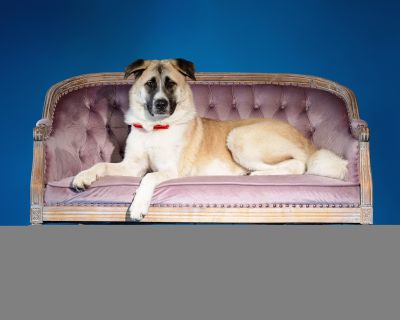 Meet Loki ******Please note, once completing the initial screen you will be connected with the placement for a video chat. Transports run every few weeks and we will have the dog on the next available transport once approved. If you are not able to accept a dog until a specific time period, please apply at that time************ We are a volunteer run rescue and donate our time to these dogs. IF...