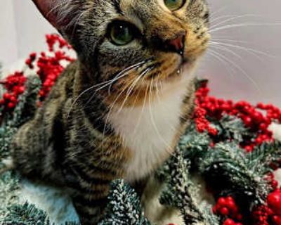 KITTEN LUCY GREY - Domestic Mediumhair Female Cat for Adoption