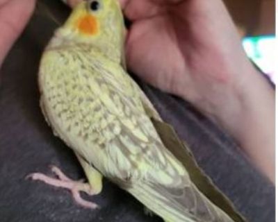 Baby cockatiel