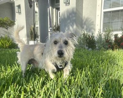 Angel - Westie, West Highland White Terrier Male Dog for Adoption