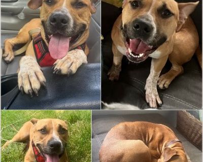 LITTLE - NYC ResQ Dog - Male Puppy Boxer / Pit Bull for Adoption