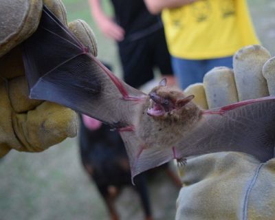 Looking for Bat removal in Atlanta? We provide bat removal, pest control, and wildlife management throughout Georgia. Call us today for superior bat control for your Atlanta homes and business. We will bat proof & seal up your home and make it bat free. For further details visit - https://urbanwildlifecontrolga.com/services/bat-removal/