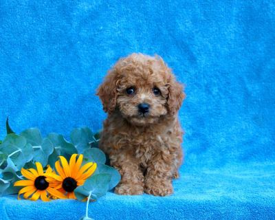 Wade - 12 Weeks Male Toy Poodle Puppy for Sale