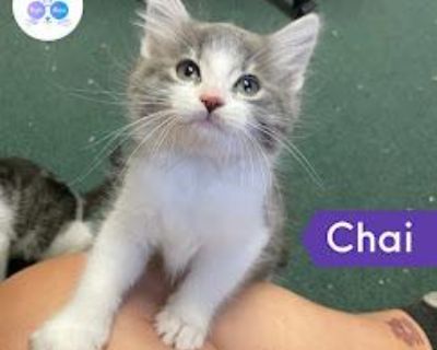 Chai - Domestic Long Hair Male Cat for Adoption