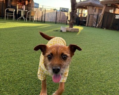 More Videos & Photos: [https://photos.app.goo.gl/X7Pysaew2c7f16vC9] Apply to Adopt: [https://forms.gle/UmpfbgmydH7igSdN7] Quick Facts Age: ~5 years (estimated) Sex: Male (neutered) Weight: 7.7 kg (~17 lbs) Energy Level: Moderate enjoys daily walks and calm companionship Rescue Story: Rescued from the Gwangju municipal shelter in South Korea, where he was at risk of euthanasia. Medical: Fully tr...