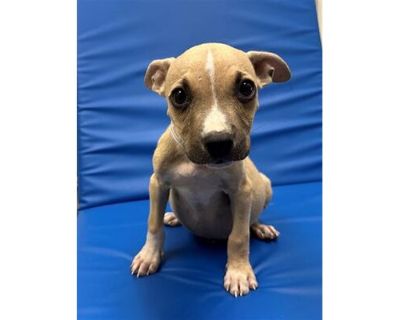 A5650866 - American Pit Bull Terrier Male Puppy for Adoption