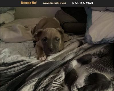 I am the foster mom and this cute adorable little female puppy. She was surrendered to me by someone that got her and immediately realize they could not keep her. She's very well socialized loves other pets. She's approximately six weeks. She will be getting her vaccinations in dewormed and being checked out by the vet. I would be doing a home visit to show you the puppy I checked references I ...