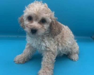 TAD - Poodle (Miniature)/Maltipoo Mix Male Puppy for Adoption