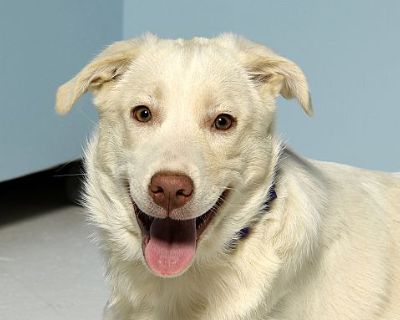 Blizzard - Great Pyrenees/Labrador Retriever Mix Female Puppy for Adoption