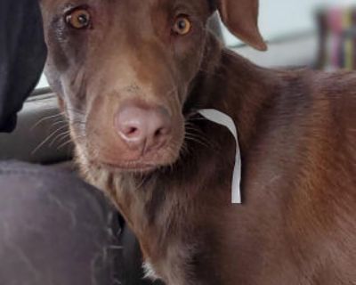 Carley - Labrador Retriever & Shepherd Mix Female Puppy for Adoption