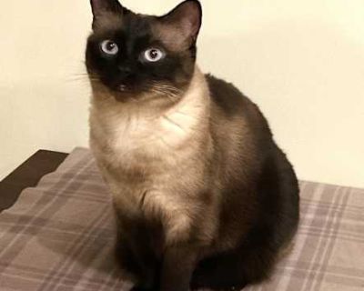 Zoey - Siamese Female Cat for Adoption